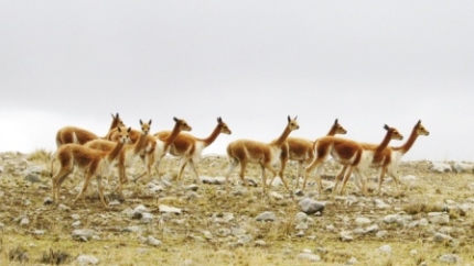vicunas 3 serfor