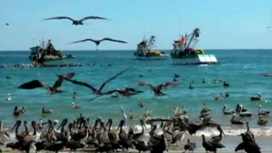 pelicanos