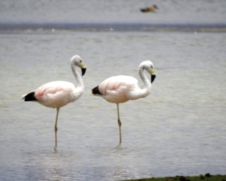 flamencos