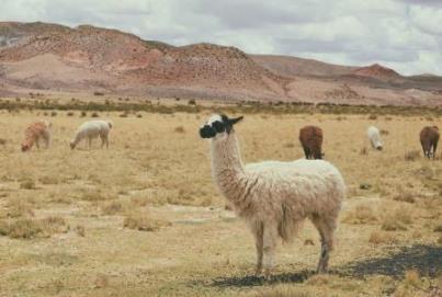 alpacas campo