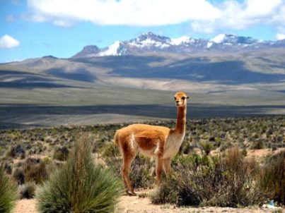 vicuna Aguada Blanca