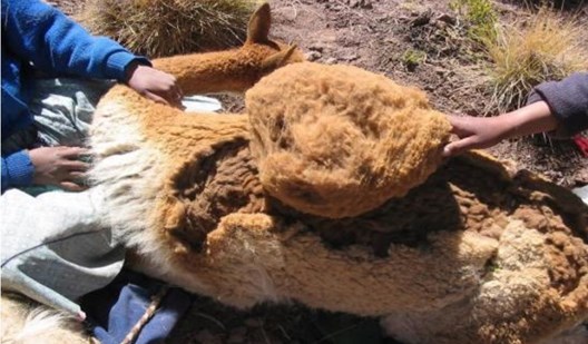 vicuna esquila adex