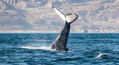 ballena norte Peru 2