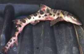 tiburon leopardo