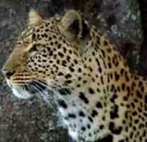 leopardo cabeza