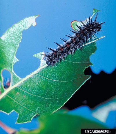 oruga Nymphalis antiopa U Minnesota