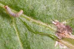 larva polilla tomate