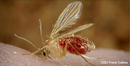 Phlebotomus papatasi mosca de la arena Chandipura virus
