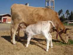 brown swiss cria