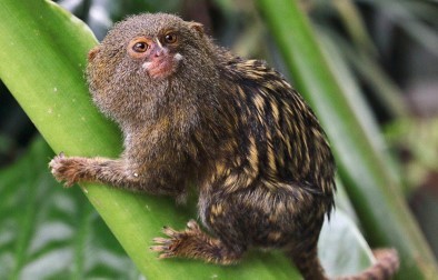 Cebuella niveiventris Ecuador