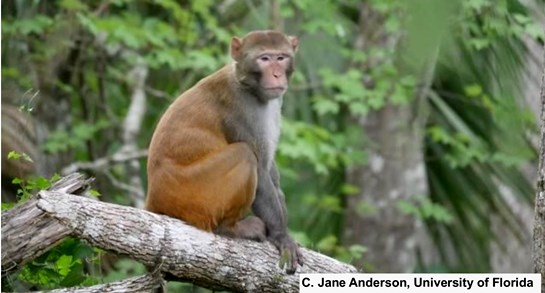 macaco rhesus Macaca mulatta