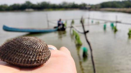 concha acuicultura adex