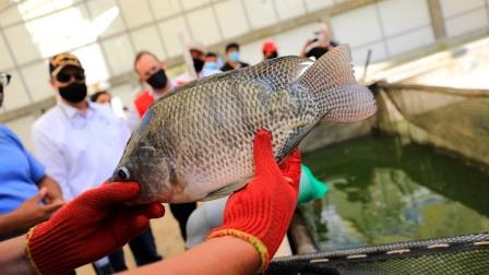 tilapia piscigranja ADEX