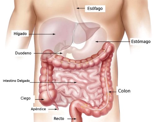 organos digestivos commons