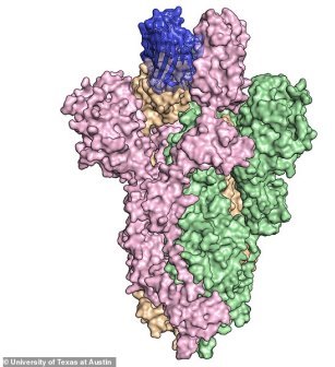 anticuerpo VHH 72Fc adherido al coronavirus