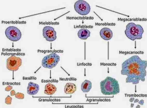 hematopoyesis