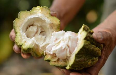 cacao fruto blanco