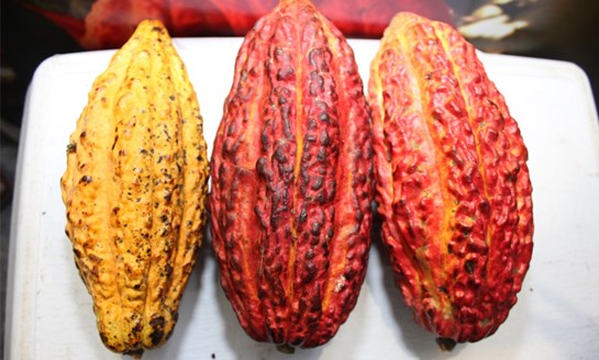 cacao frutos 4 adex