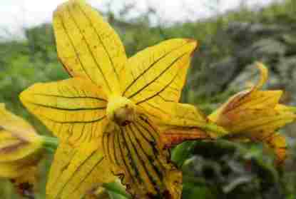 orquidea de Lima Chloraea undulata