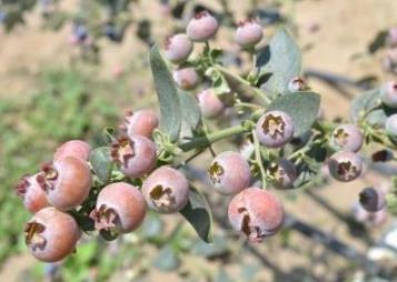 arandanos rama verde