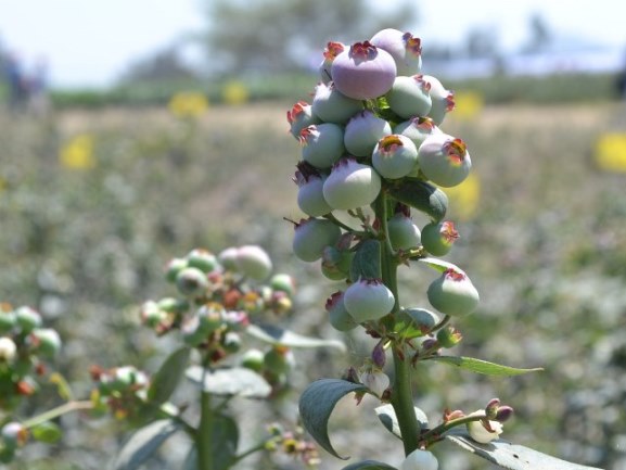 arandanos rama verde 2 adex