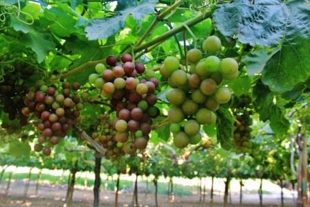 uvas vinedo 2