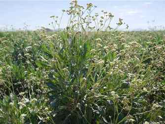 Guayule caucho