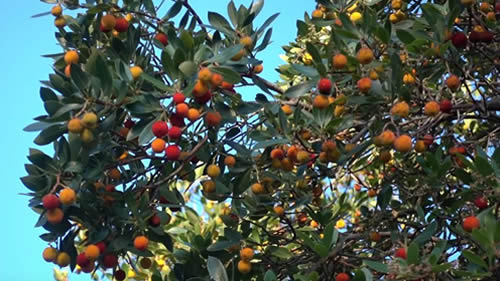 flores de madrono