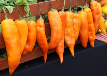 Capsicum aji amarillo