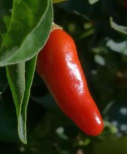 aji picante