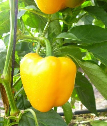 pimiento amarillo adex