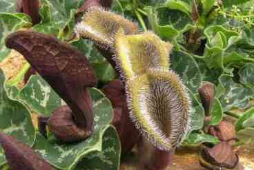 aristolochia chilena