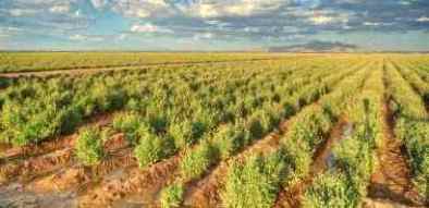 Campos Guayule