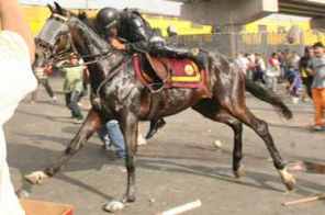 policia caballo la parada