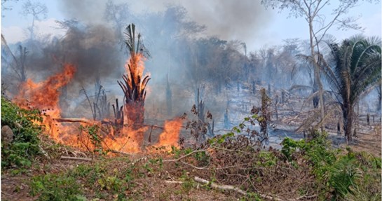 indencio forestal Rumisapa San Martin