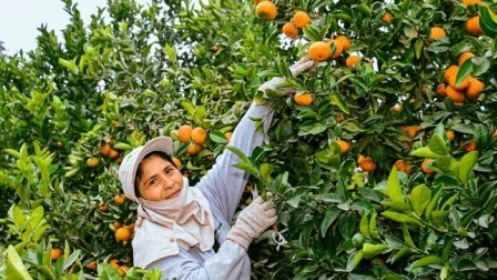 naranjas