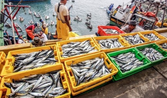 pescadores muelle