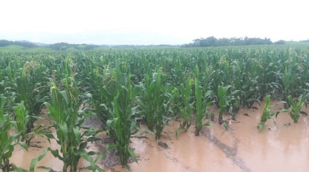 cultivo maiz inundado