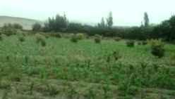 agricultura Huacho