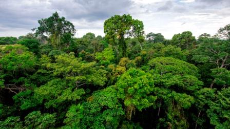 arboles amazonicos