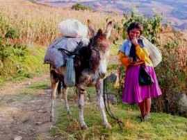 campesina shismay