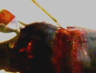 corrida toro