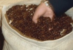 cafe saco grano