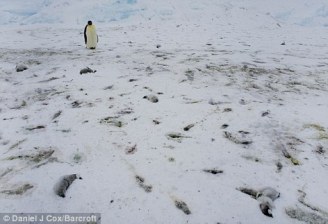 pinguino_mira_crias_muertas_antartida.jpg