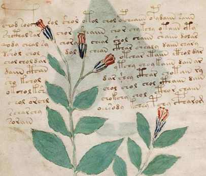 voynich 3