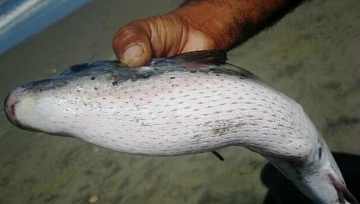 pez sin branquias eten