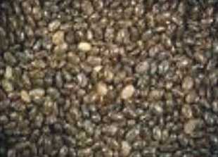 chia granos