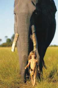 tippi elefante