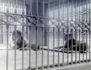 leones robados por chile