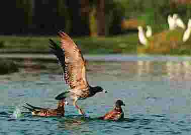 aves marinas pantanos villa 2